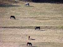 Emigration from Armenian village stopped once Teghut Mine opened – village prefect (PHOTOS)