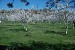 How Dalma Gardens Were Destroyed (Photos)