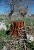 How Dalma Gardens Were Destroyed (Photos)