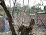 Trees to Be Cut Down in Hrazdan for Site Development (Photos)