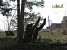 Trees to Be Cut Down in Hrazdan for Site Development (Photos)