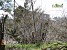Trees to Be Cut Down in Hrazdan for Site Development (Photos)