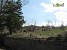 Trees to Be Cut Down in Hrazdan for Site Development (Photos)