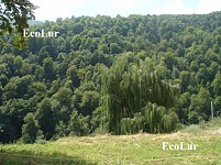 Недра – за счет лесов Тавуша