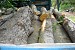 Police Efforts To Combat Illegal Tree Felling Crowned with Success: 83-year-old Culprit Qnarik A. Detected