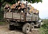 Police Efforts To Combat Illegal Tree Felling Crowned with Success: 83-year-old Culprit Qnarik A. Detected
