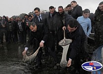 Սեւանա լիճ բաց թողեցին 366000 իշխանի մանրաձուկ
