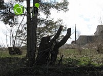 Местные жители сигналят о массовых рубках лесопарка Парос, а мэрия утверждает, что вырублены три дерева