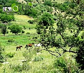 Candidate Programs for Khosrov Reserve Director Position: Part 2