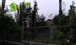 Ավանում 30-35 մ բարձրությամբ բարդիներից մնացել են 5 մետրանոց կոճղեր (Լուսանկարներ)