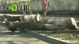 Քաղցկեղային ուռուցքը «ծառերի խորը էտում» անվան տակ տարածվել է նաեւ Ստեփանավանի վրա