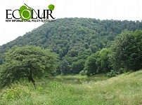 Governmental Bodies Can’t Reduce Risks for Forest Due to Gas Price Up