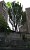 Green Trees Felled in Avan