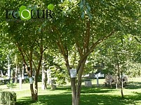 Green Zones in Yerevan Ro Be Made 850 Ha for 2013