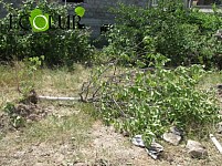 Trees Felled in Davtashen