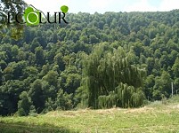 Standards for Forest Preservation Expenses Established