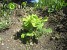 32.4 Ha of Forest Planted in Lori Region (Photos)