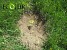 32.4 Ha of Forest Planted in Lori Region (Photos)