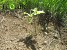 32.4 Ha of Forest Planted in Lori Region (Photos)