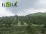 32.4 Ha of Forest Planted in Lori Region (Photos)