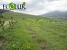 32.4 Ha of Forest Planted in Lori Region (Photos)