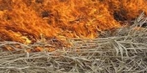 Fire in Botany Garden