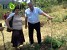 В Тавуше  посажено 52 200 деревьев