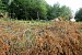 Forests of Getahovit Mountains Chopped Forests of Getahovit Mountains Chopped