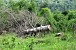 Forests of Getahovit Mountains Chopped Forests of Getahovit Mountains Chopped