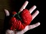 Look at Mutated Fruit Then Consider About Safety of Nuclear Power Plants