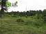 Destroyed monoculture pine stands replaced by broad-leaf species Destroyed monoculture pine stands replaced by broad-leaf species
