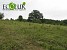 Destroyed monoculture pine stands replaced by broad-leaf species Destroyed monoculture pine stands replaced by broad-leaf species