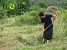 Destroyed monoculture pine stands replaced by broad-leaf species Destroyed monoculture pine stands replaced by broad-leaf species