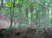 Resort Complex in “Dilijan” National Park To Occupy 1.10 Ha Territory
