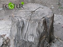 Ի հիշատակ ԷկոԼուրի ծառի