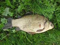 Hunting Volumes for Prussian Carp, Crawfish, Cyprinus