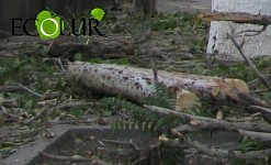 2031 Illegally Cut Down Trees in 2013