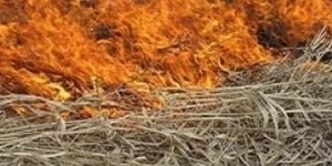 Grass-Covered Territories on Fire