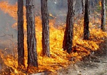 Trees on Fire