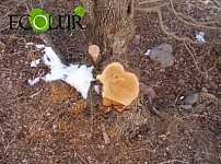 Forestry Officer Cut Down and Sold Trees