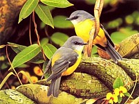 Թռչունների 100 տեսակ գրանցված է Հայաստանի նոր Կարմիր գրքում