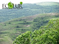 Անտառ մտնելը վտանգավոր է