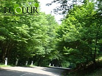Tree Planting in 5 Acre of Dilijan National Park
