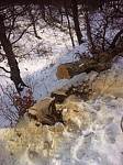 Illegal Tree Felling Continues in Dilijan National Park (Photo)