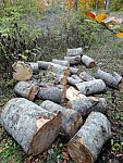 50 Trees Illegally Cut Down in Dilijan National Park