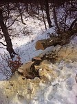 Seven Protocols of Forest Violations for 39 Illegally Cut Down Trees in "Dilijan" National Park