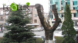 Երեւանում ծառերի խորը էտ` մեզ զրկել են գարունից (Լուսանկարներ)