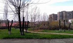 «Ինչ վնասատուների մասին է խոսքը, ախր ծառերը նոր էին բողբոջել». անհանգստացած երեւանցի (Լուսանկարներ)