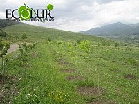 Գարնանային ծառատունկի համար «Հայանտառ»-ը  տրամադրել է շուրջ 170 000 տնկի