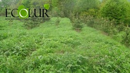 44.5 ha of Pine Forest Planted in Sevqar Forestry Enterprise